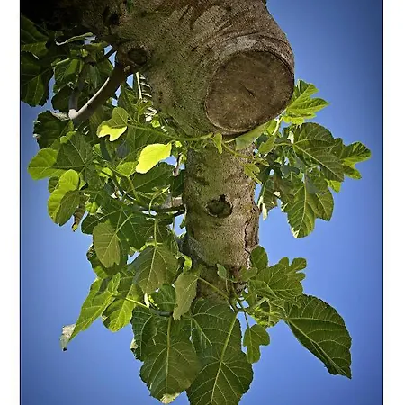 Casa Caleta Bed & Breakfast