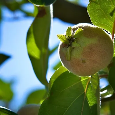 Bed & Breakfast Casa Caleta 4*